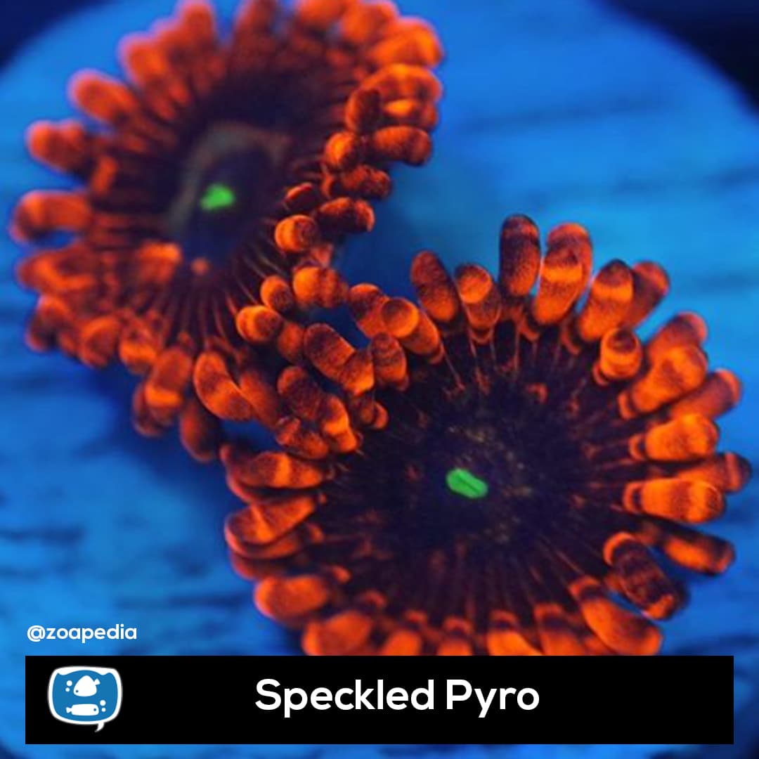 Speckled Pyro