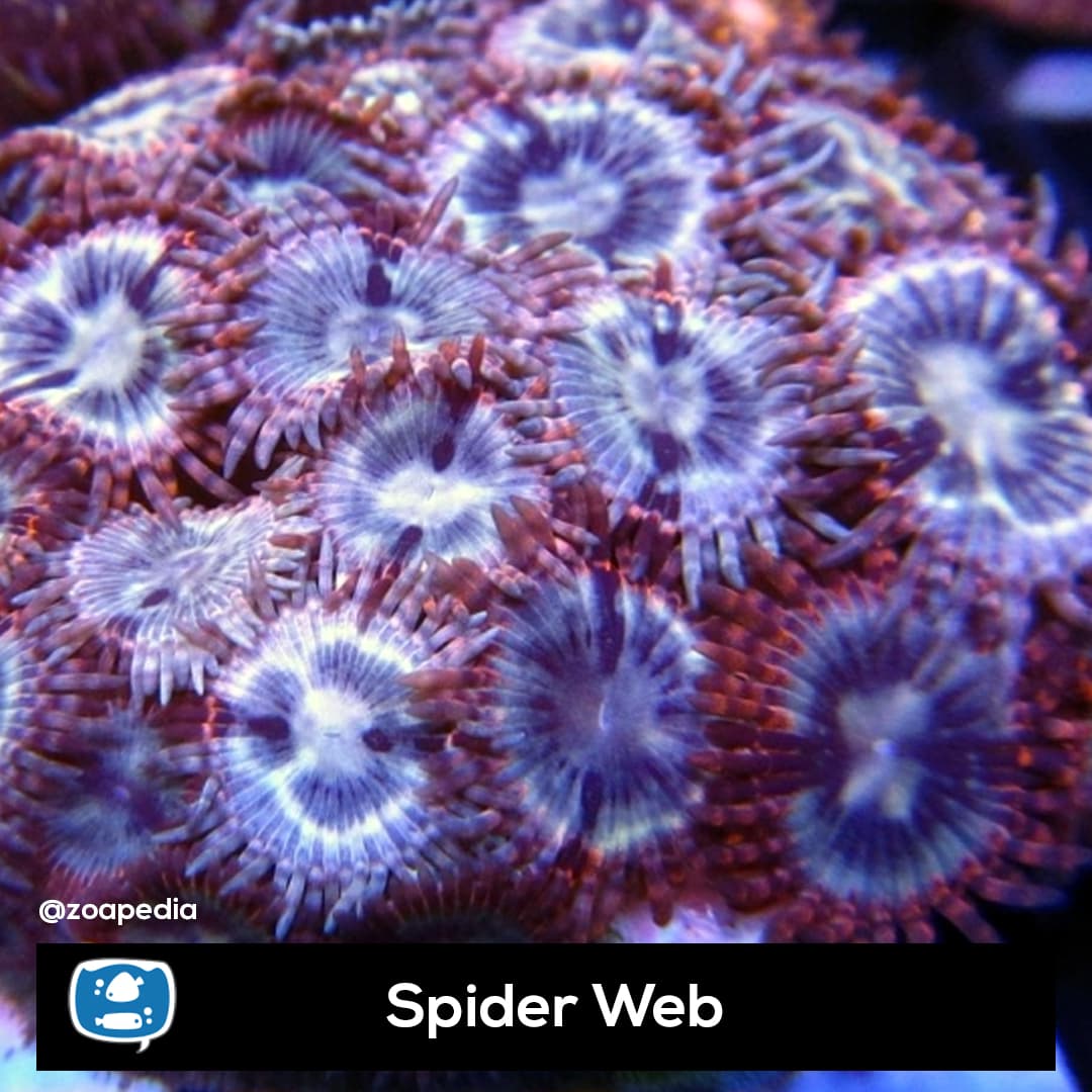Spider Web