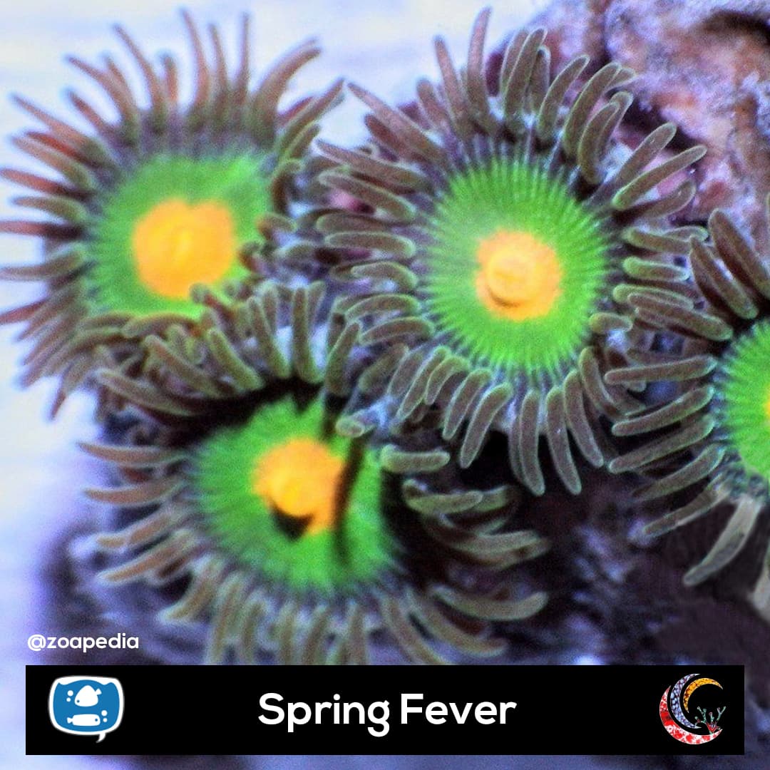 Spring Fever