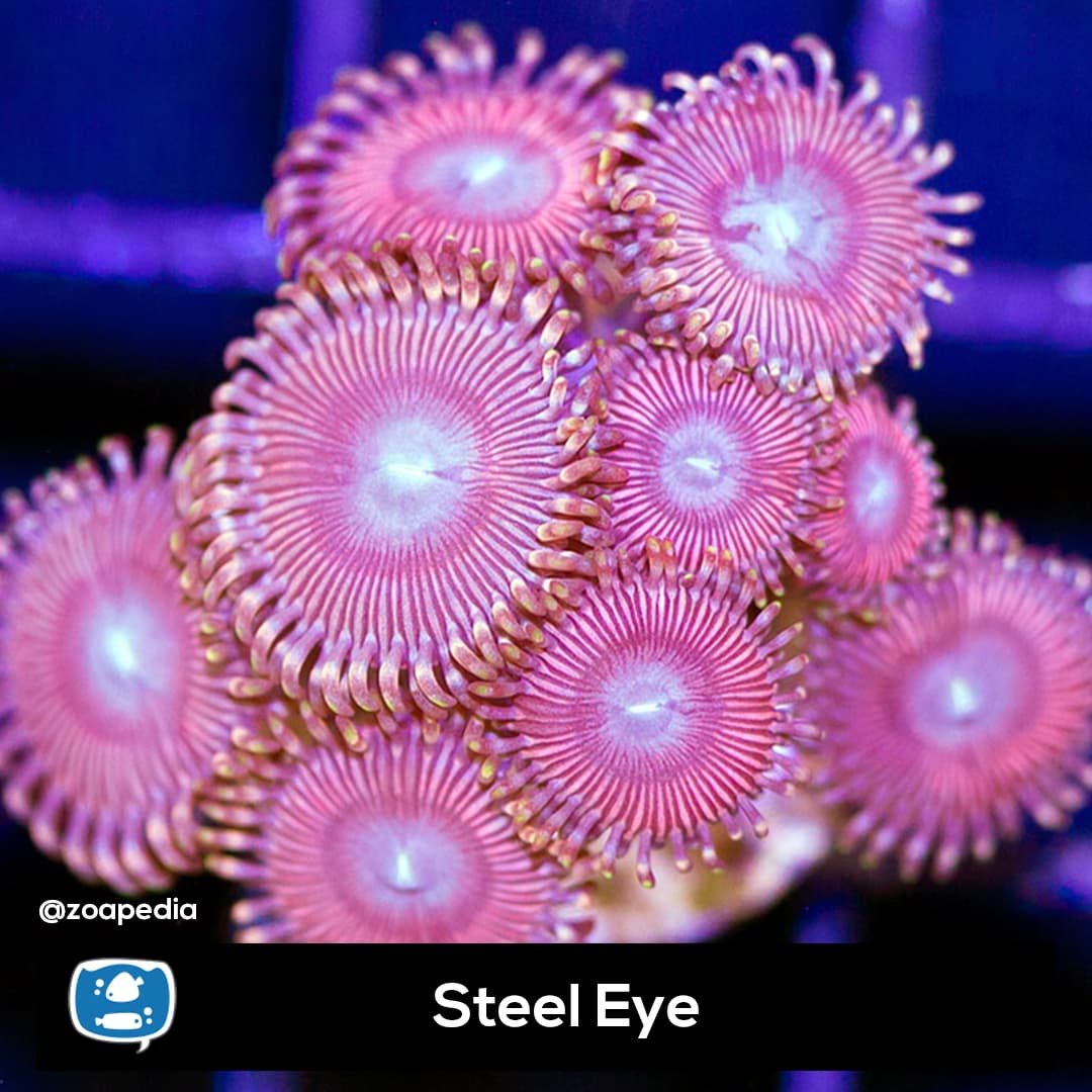 Steel Eye