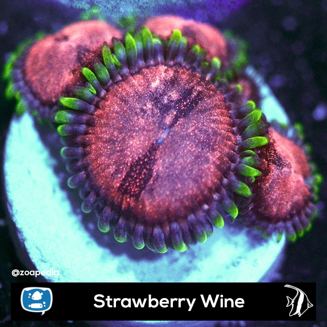 Strawberry Wine