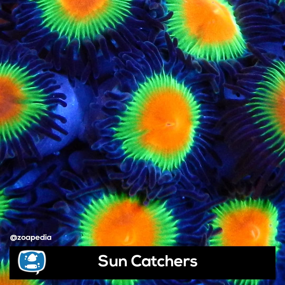 Sun Catchers