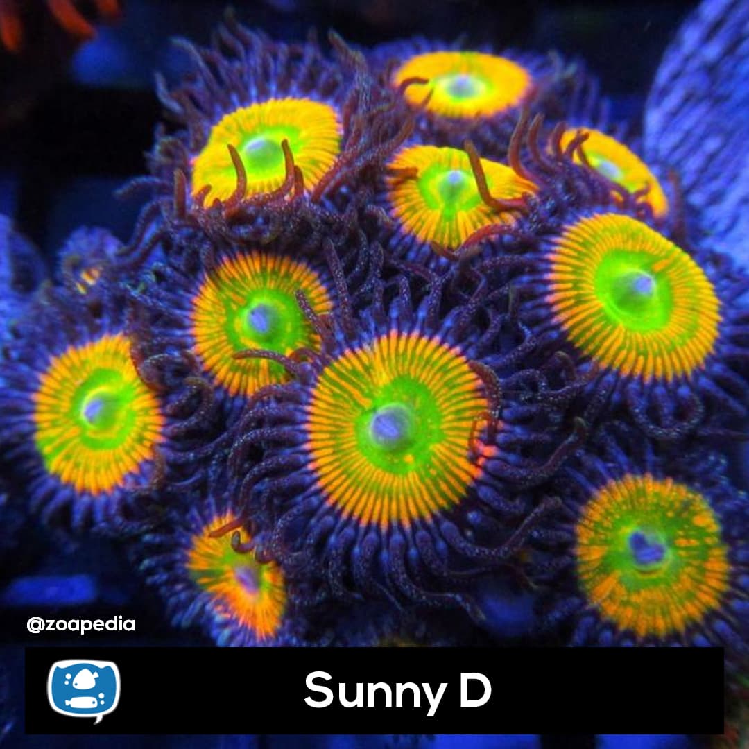 Sunny D