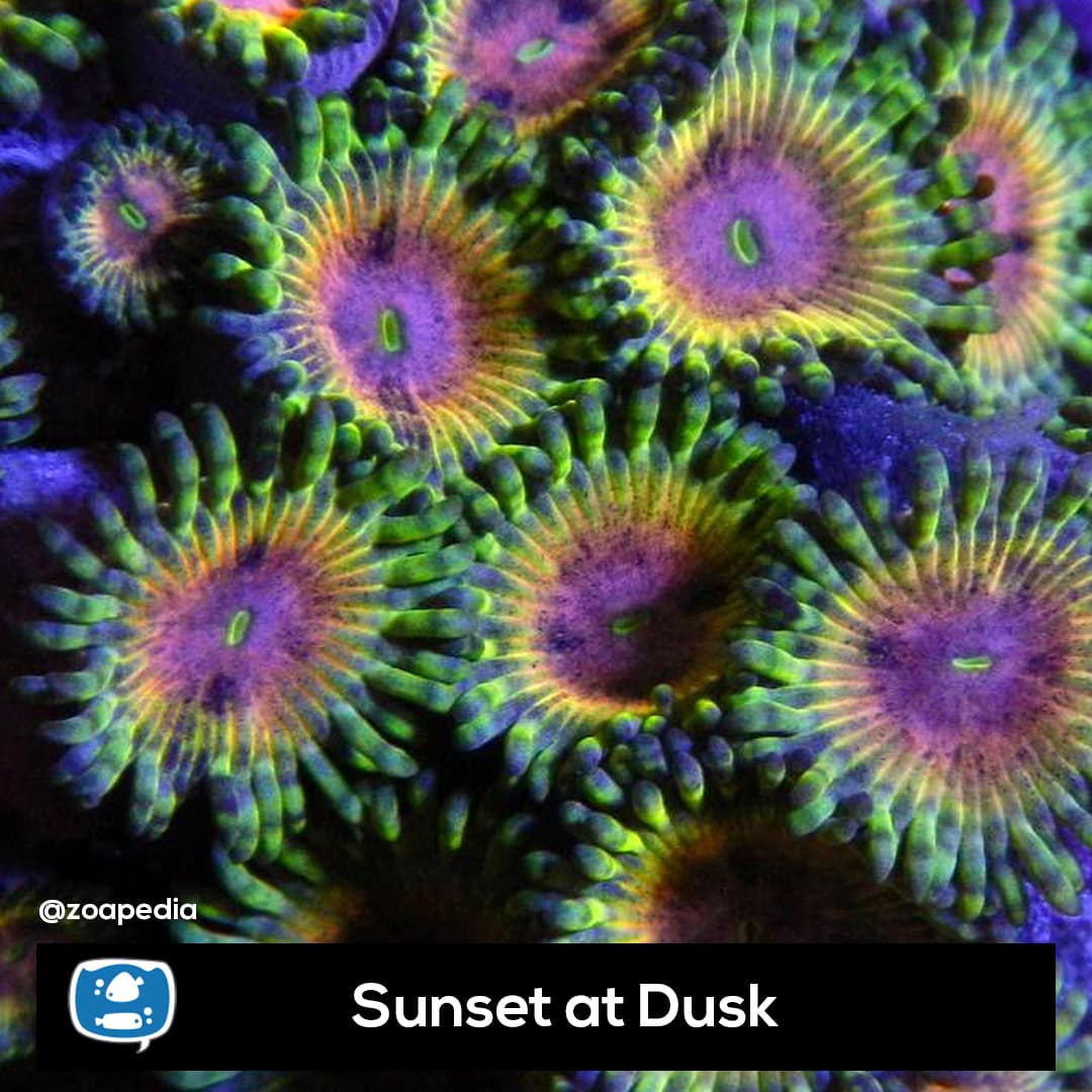Sunset at Dusk