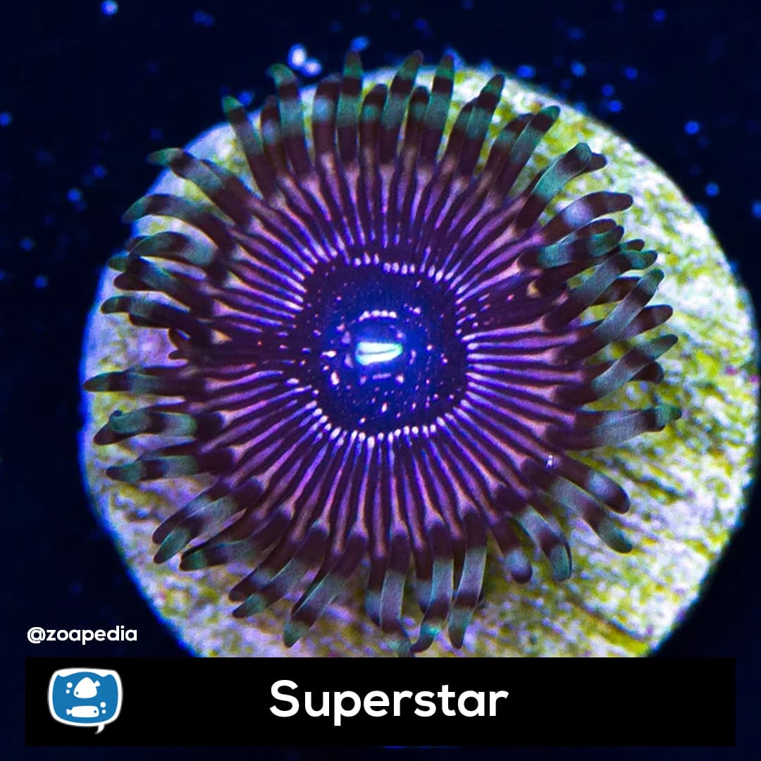 Superstar