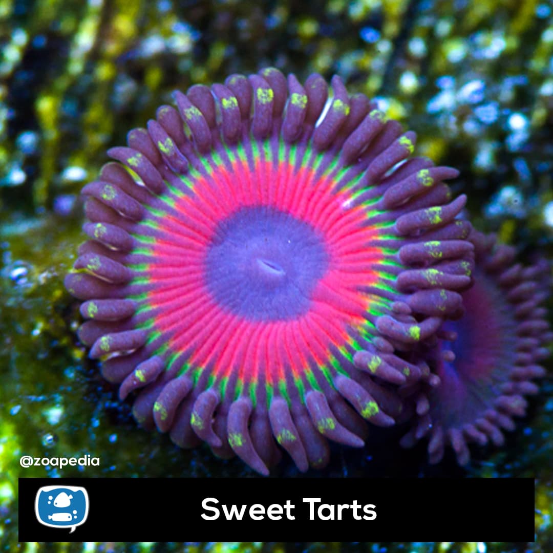 Sweet Tarts