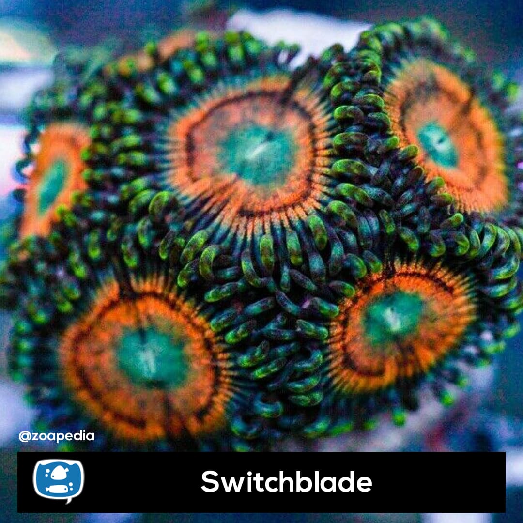 Switchblade