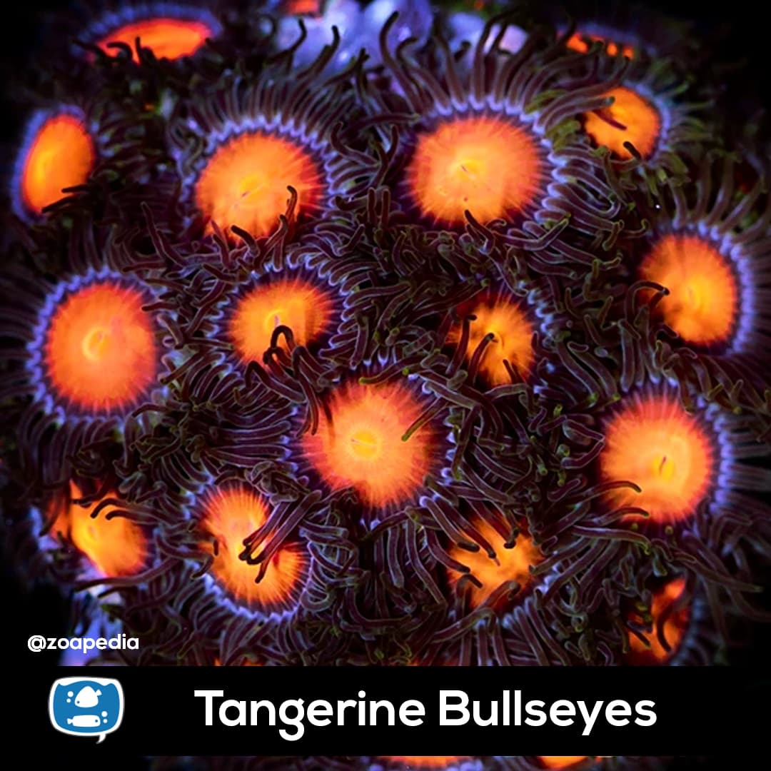 Tangerine Bullseyes