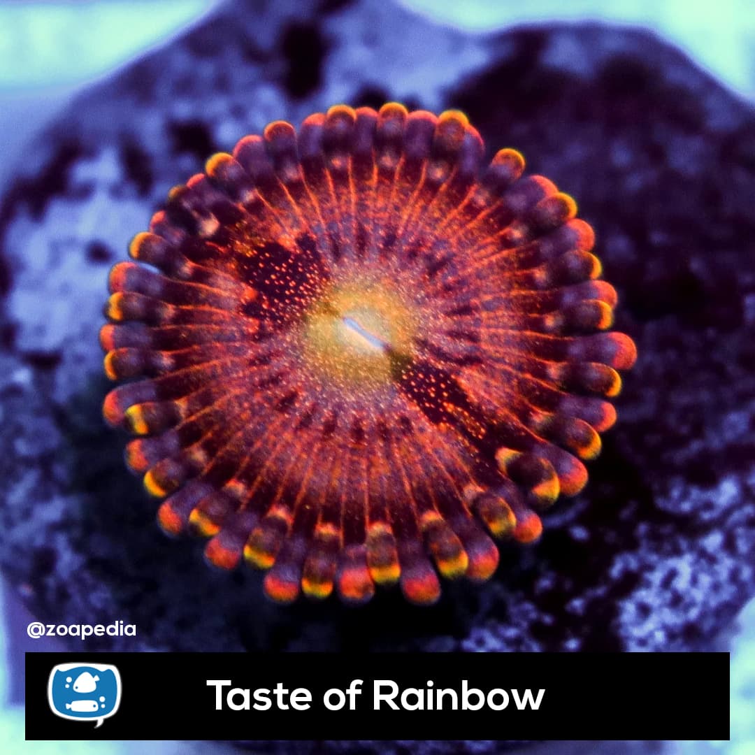 Taste of Rainbow