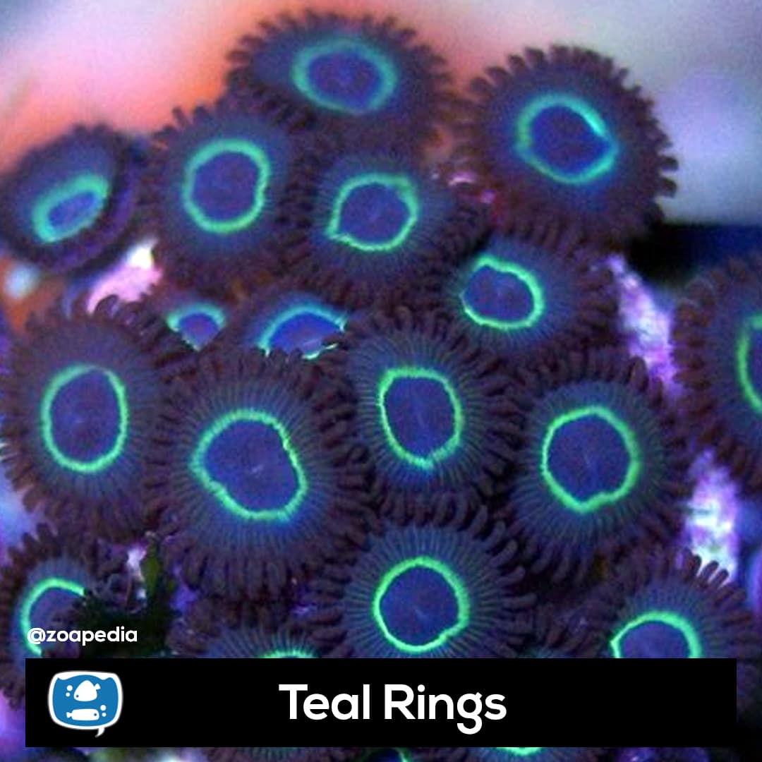 Teal Rings