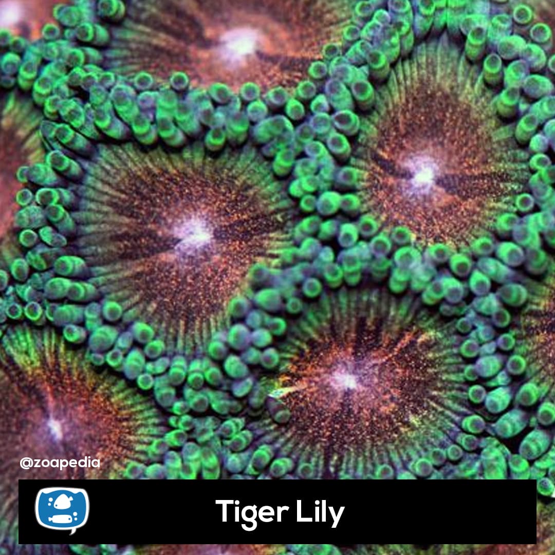 Tiger Lily