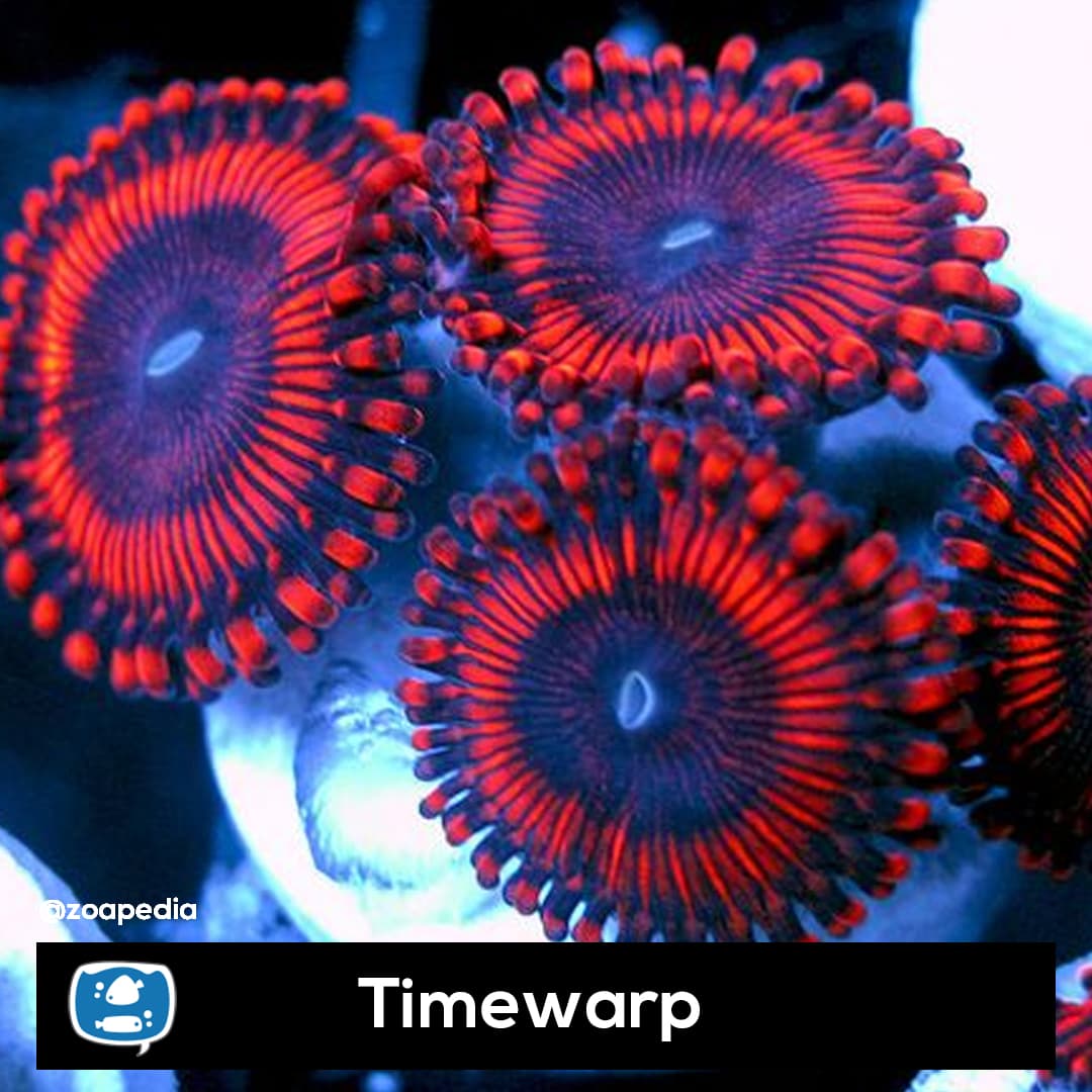 Timewarp