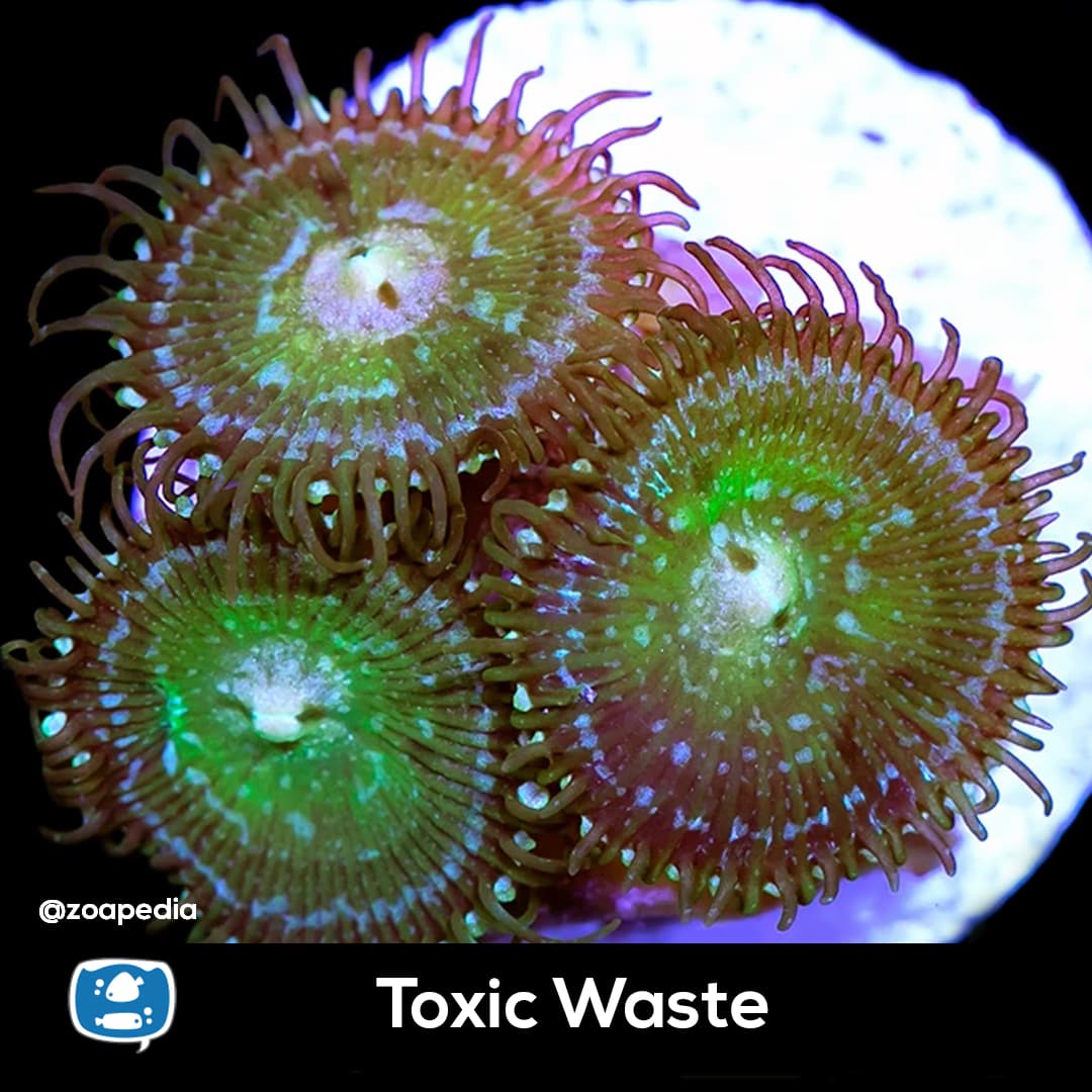 Toxic Waste