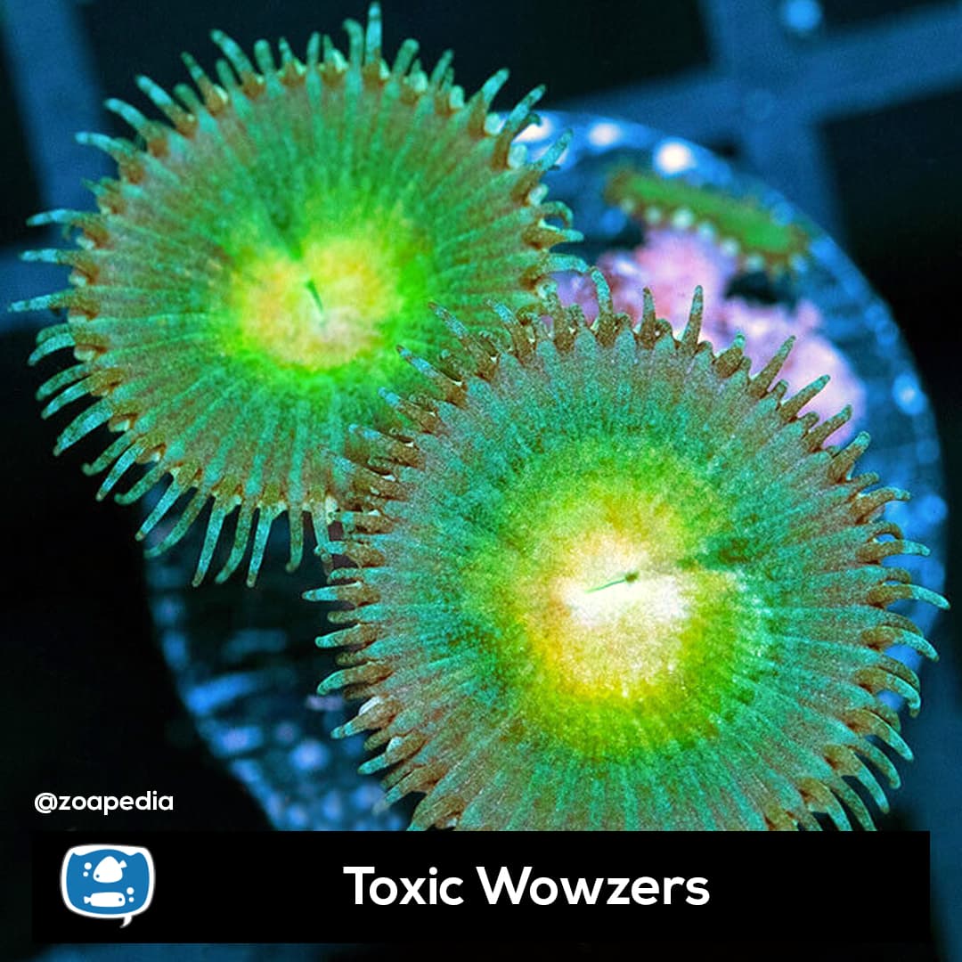 Toxic Wowzers