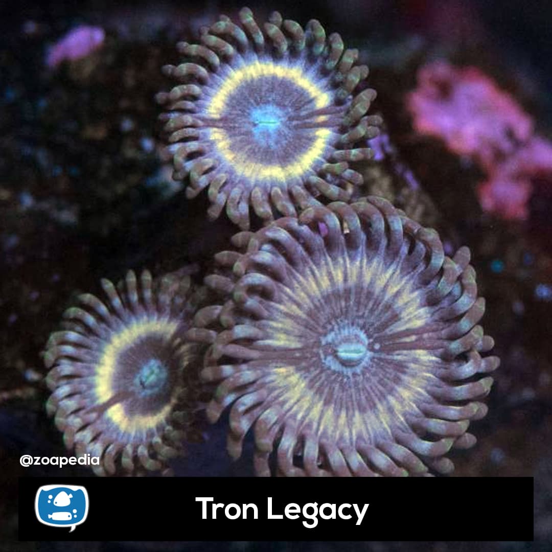 Tron Legacy