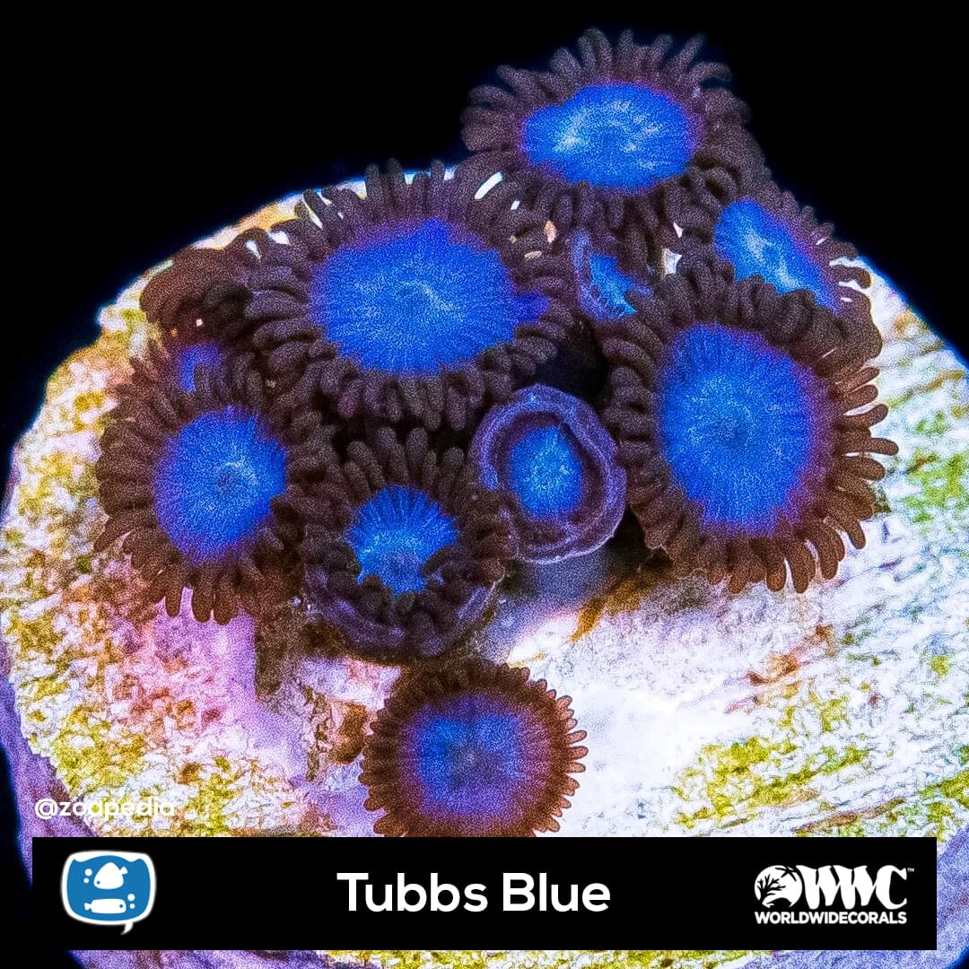 Tubbs Blue