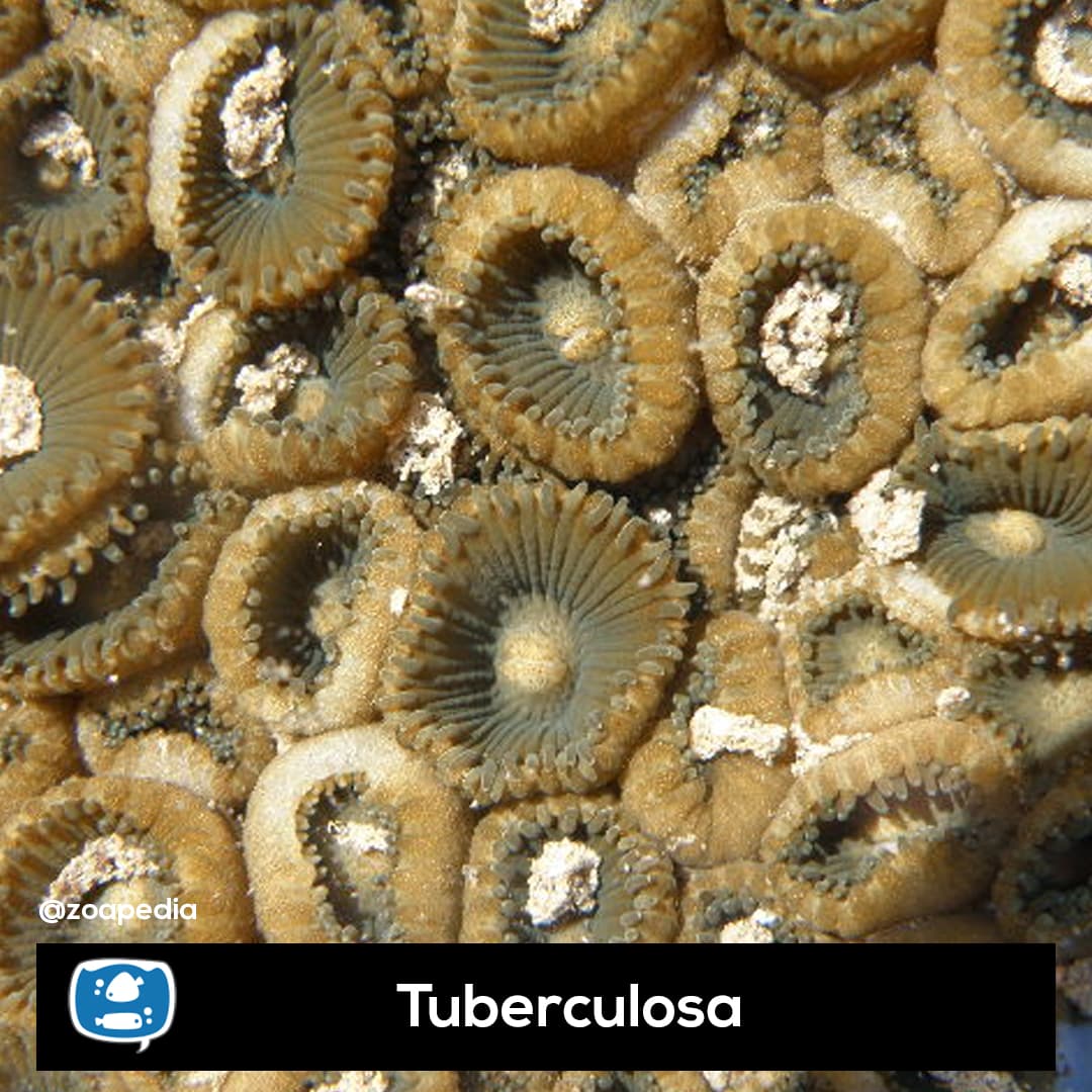 Tuberculosa