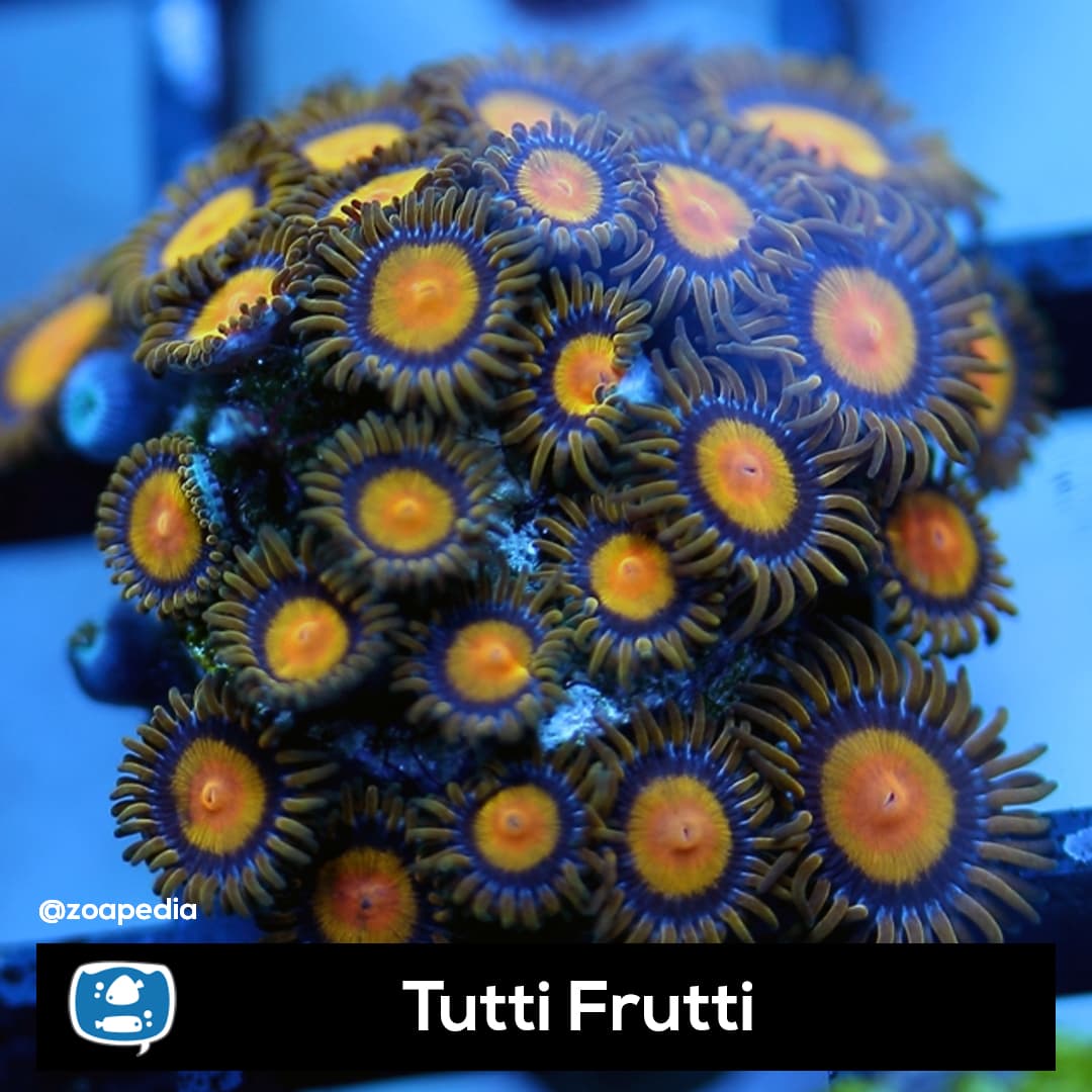 Tutti Frutti