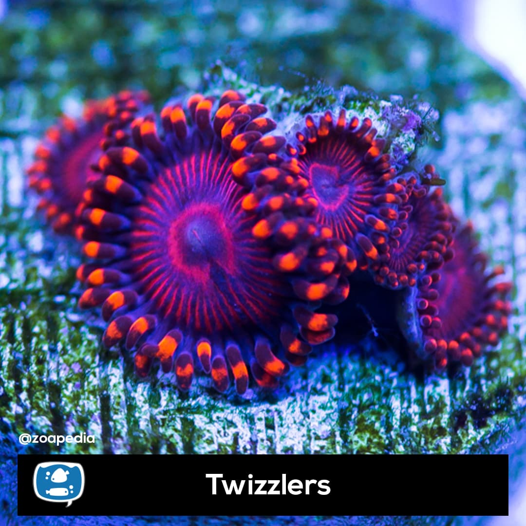 Twizzlers