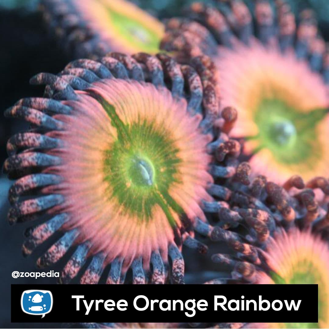 Tyree Orange Rainbow