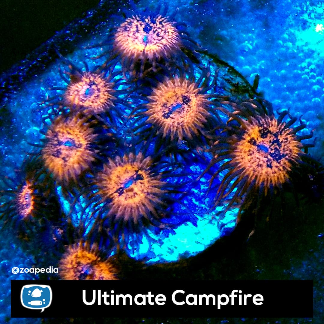 Ultimate Campfire