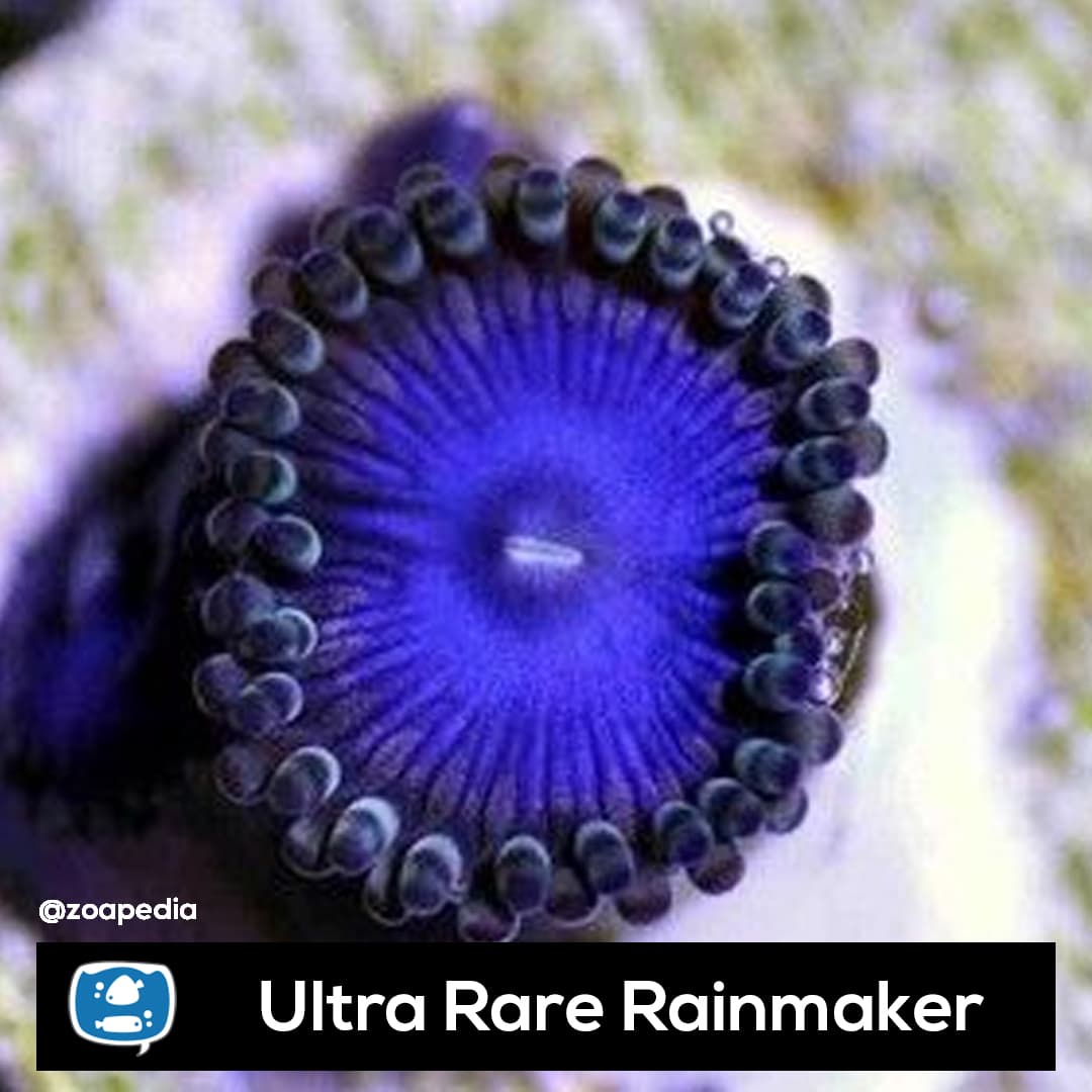 Rainmaker