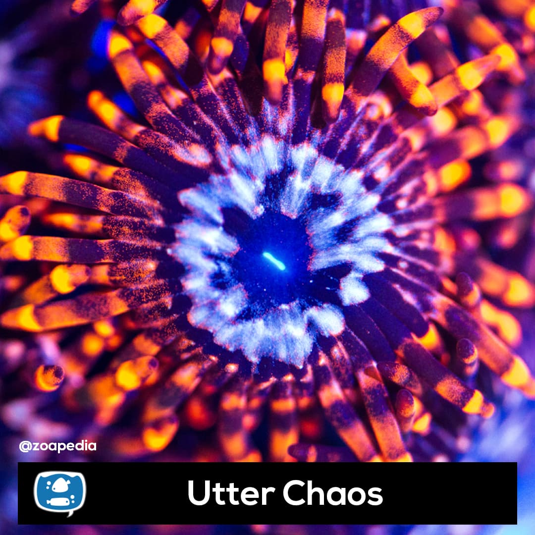 Utter Chaos