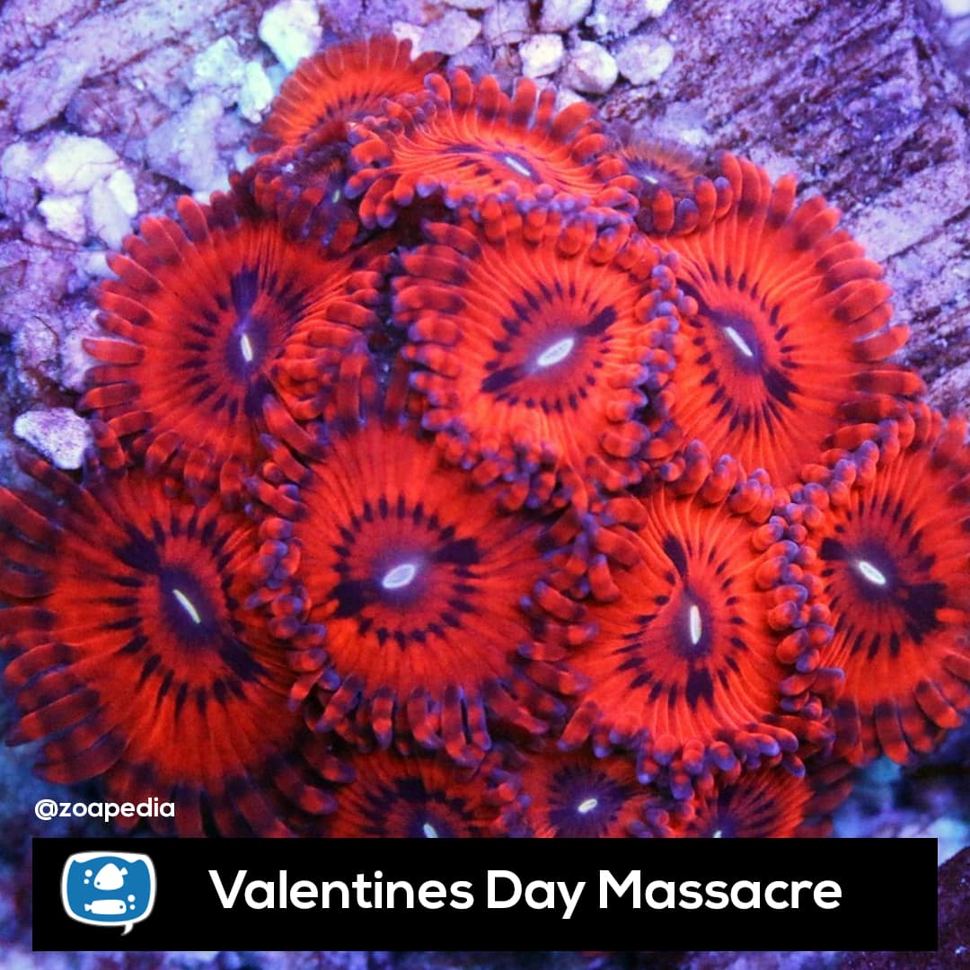 Valentines Day Massacre