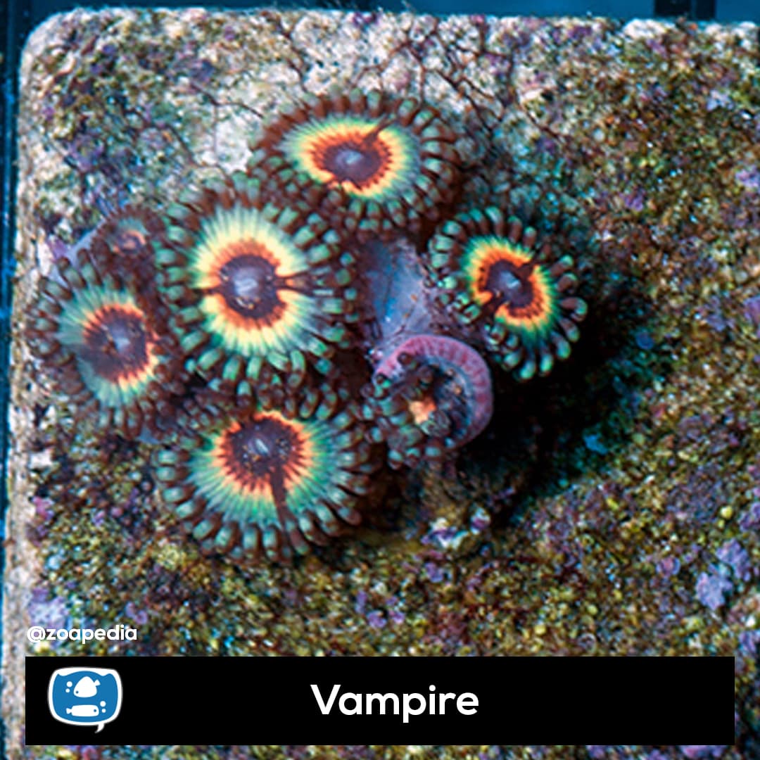 Vampire