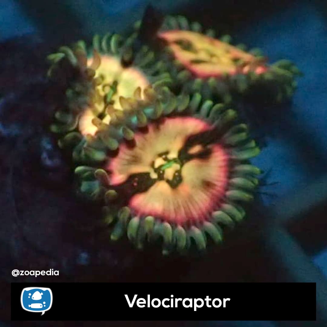 Velociraptor