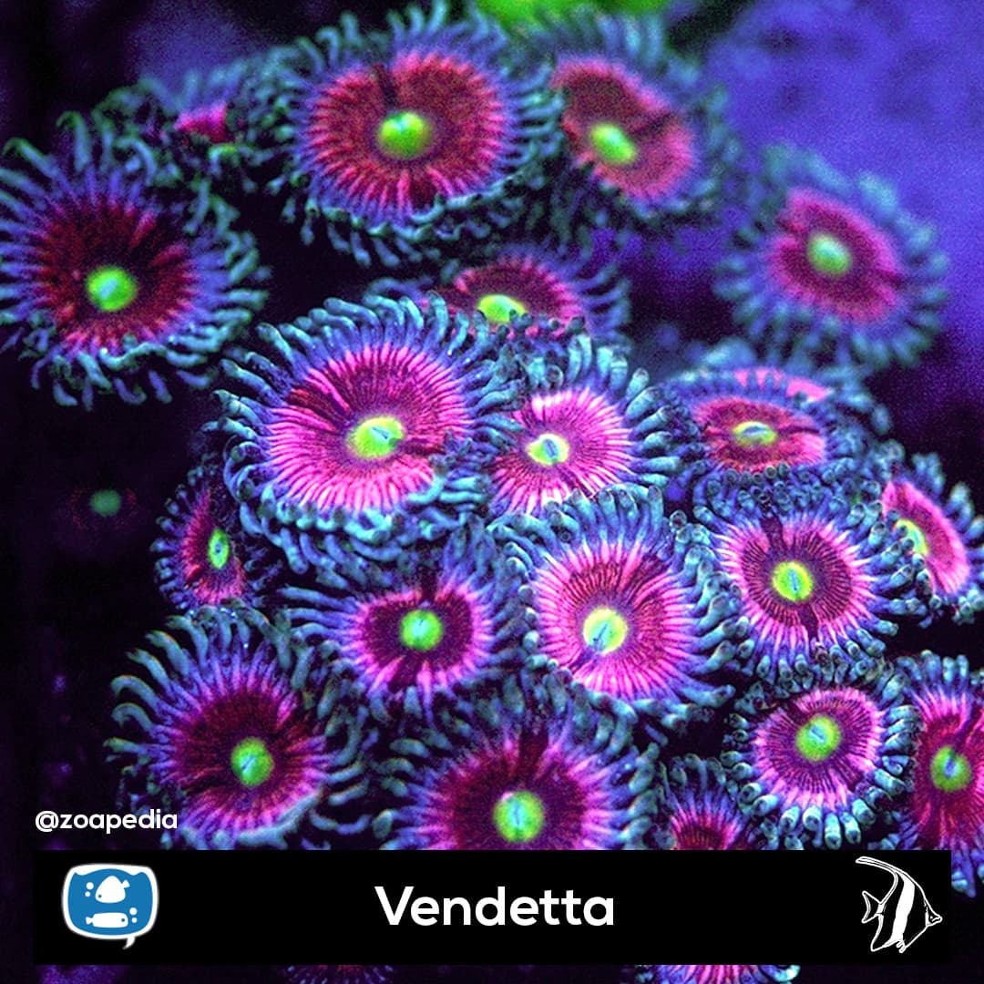 Vendetta