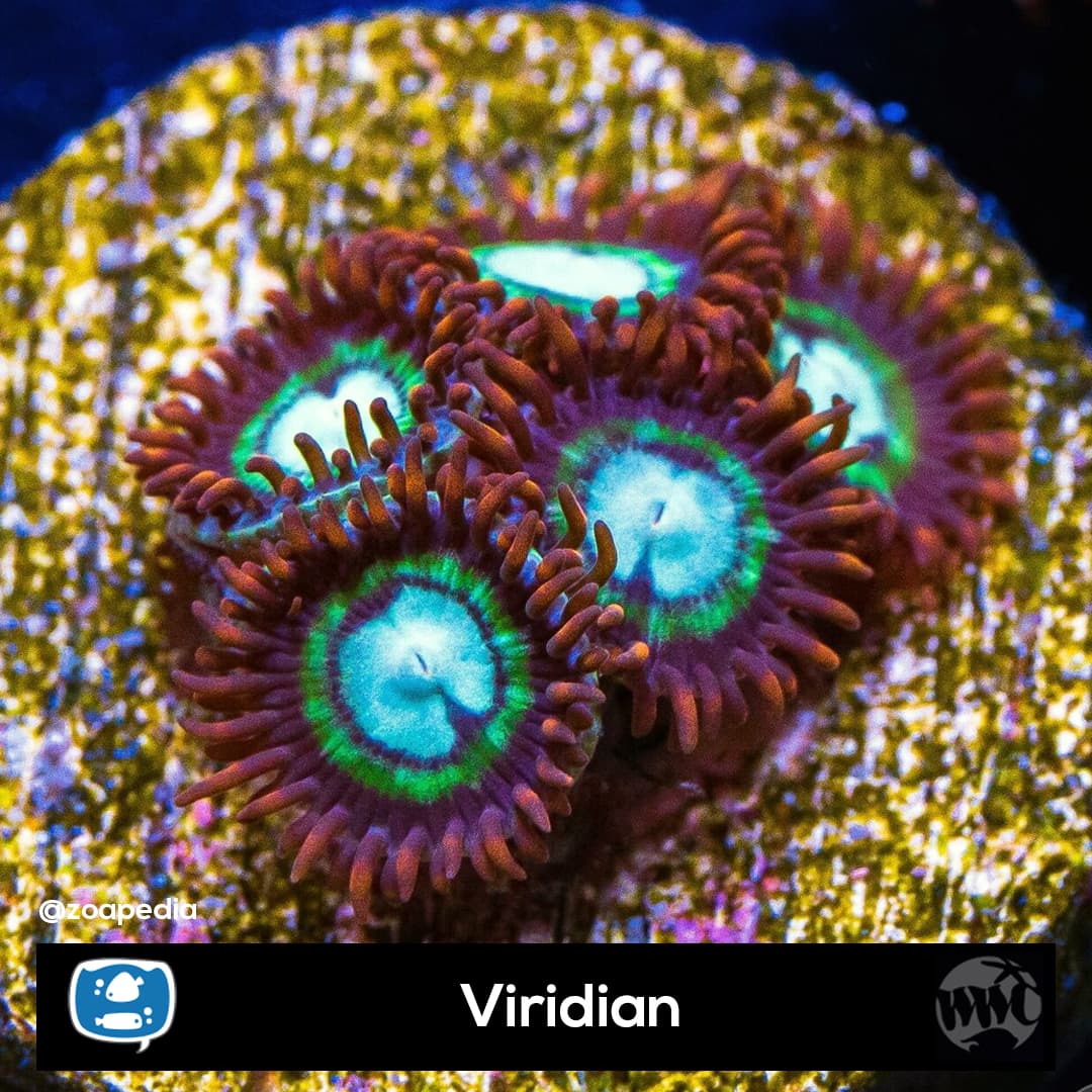 Viridian