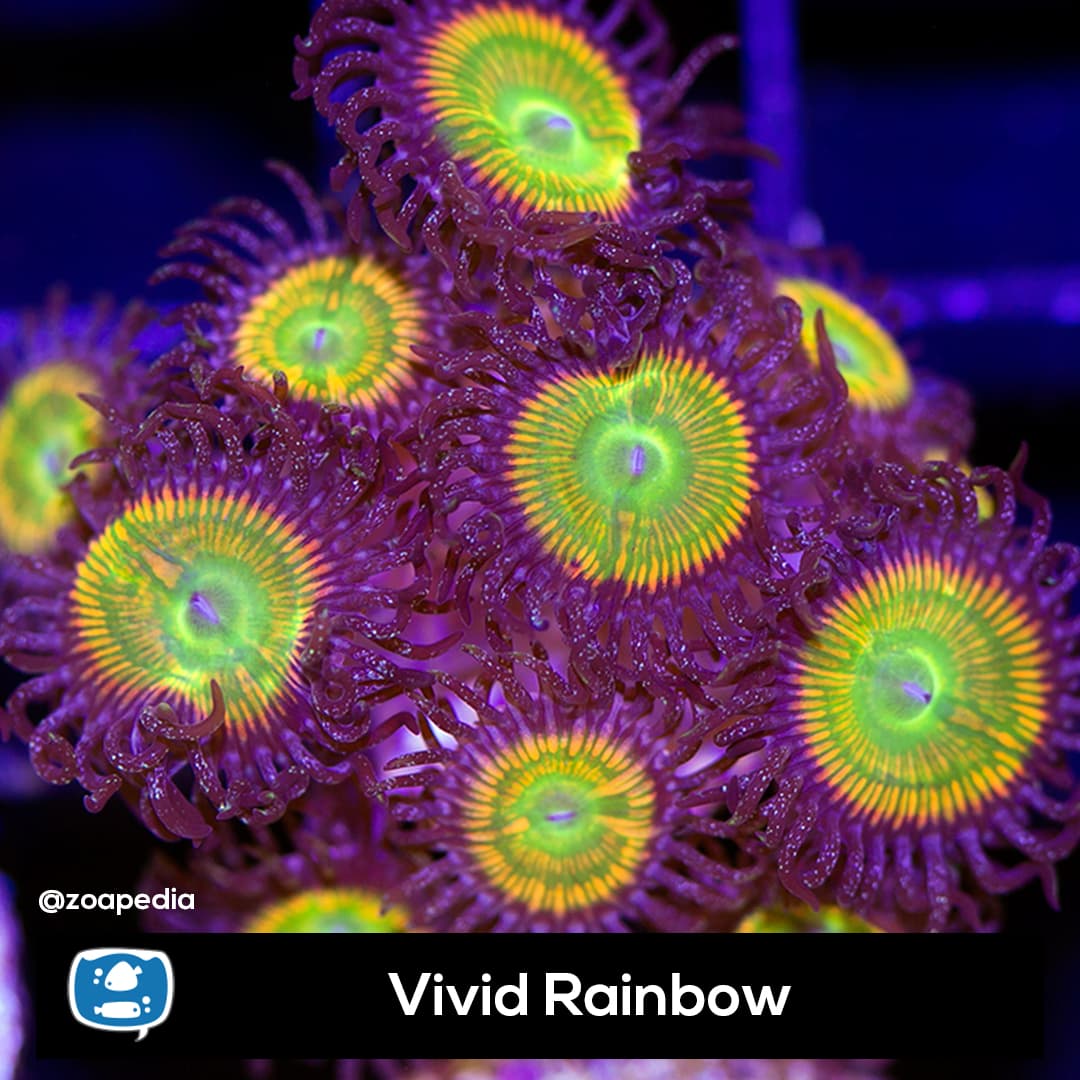 Vivid Rainbow