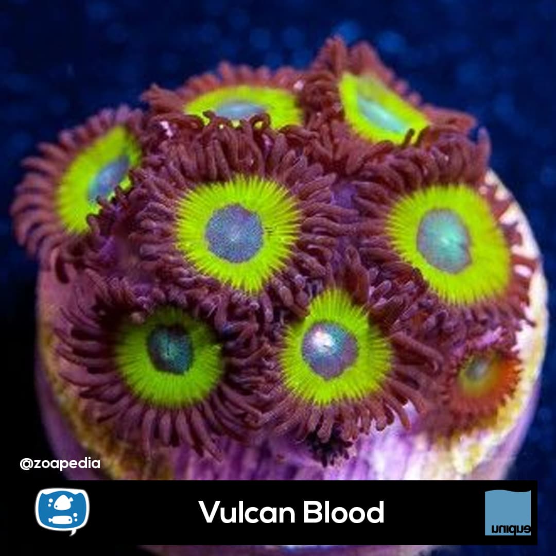 Vulcan Blood