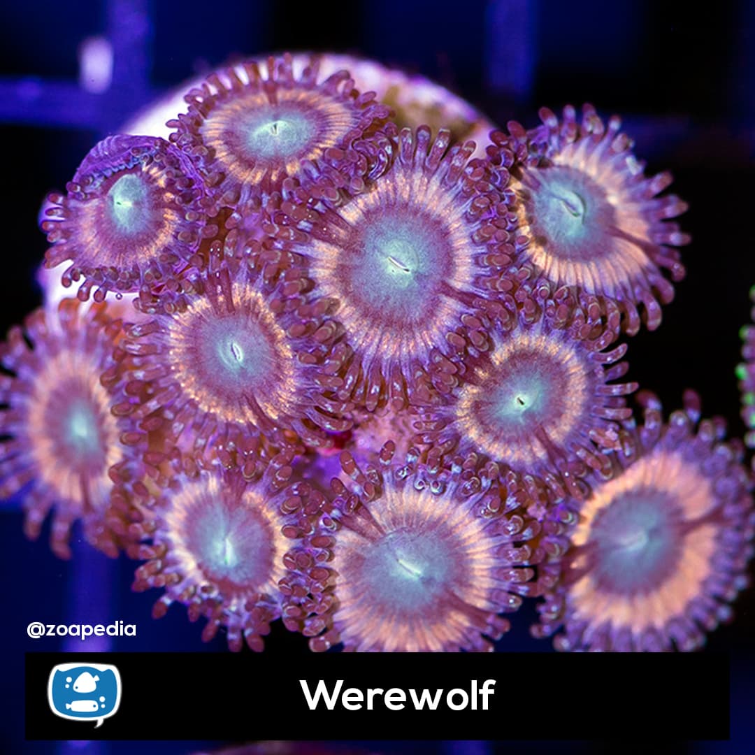 Werewolf