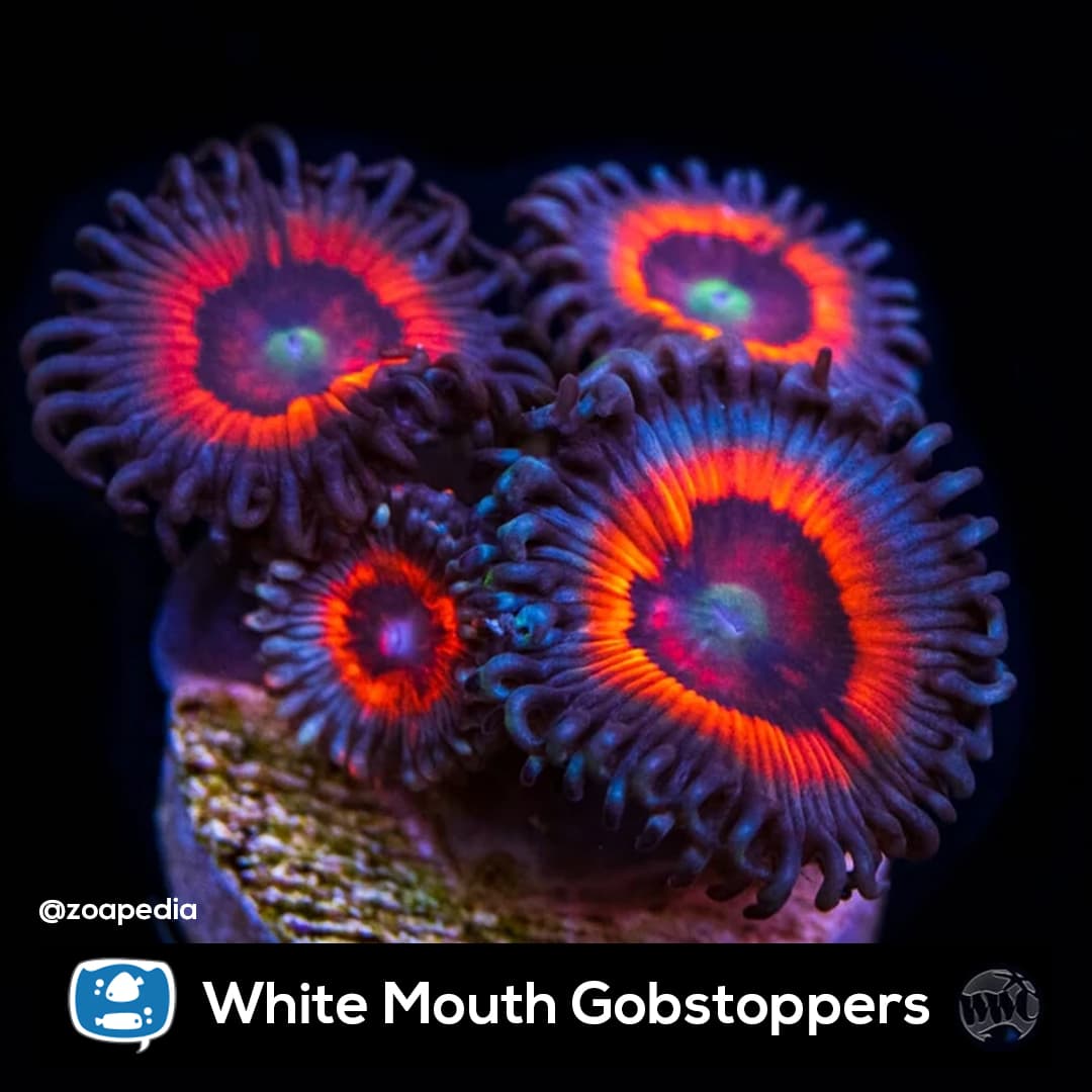 White Mouth Gobstoppers