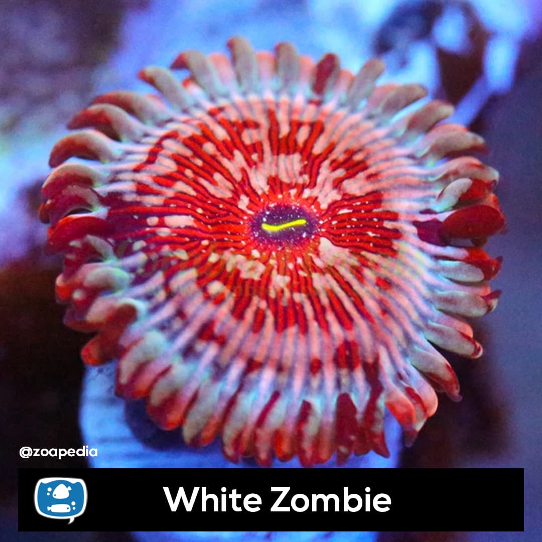 White Zombie