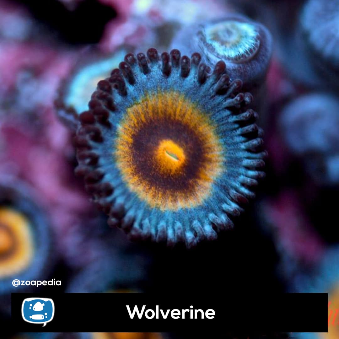 Wolverine