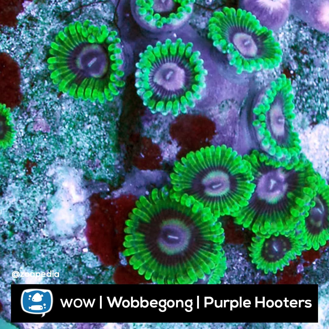 Purple Hooters