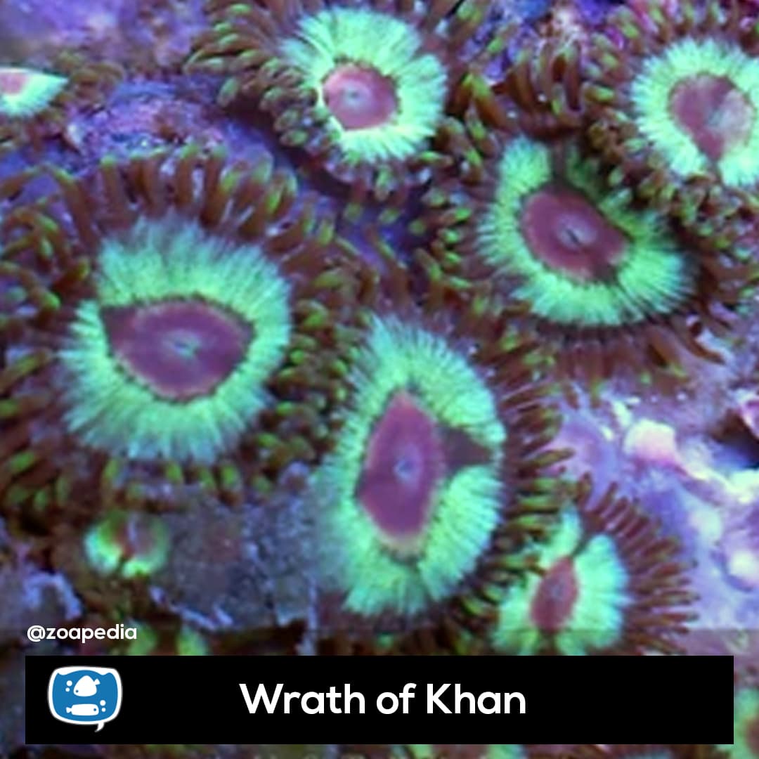 Wrath of Khan