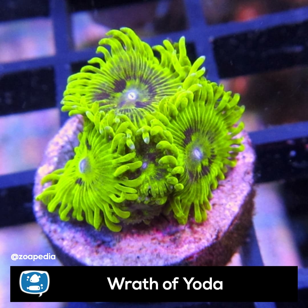 Wrath of Yoda
