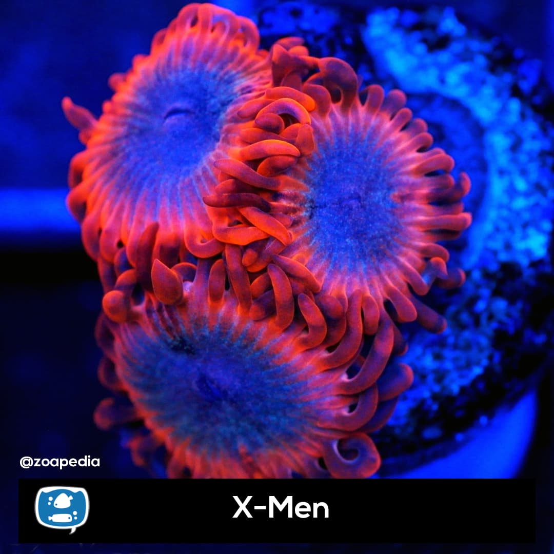 X Men
