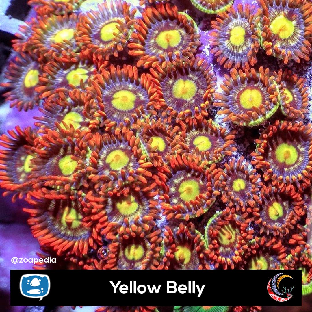 Yellow Belly