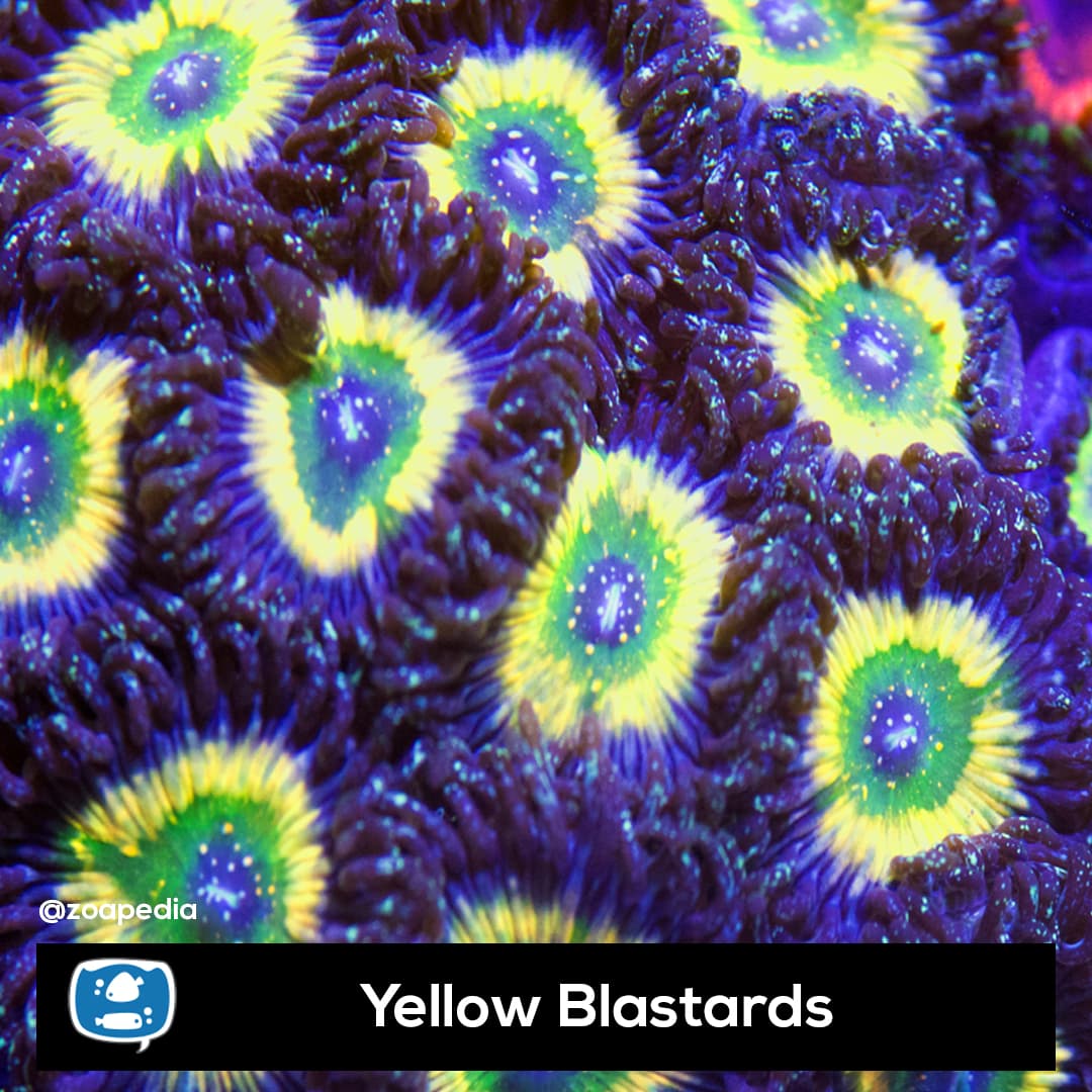 Yellow Blastards