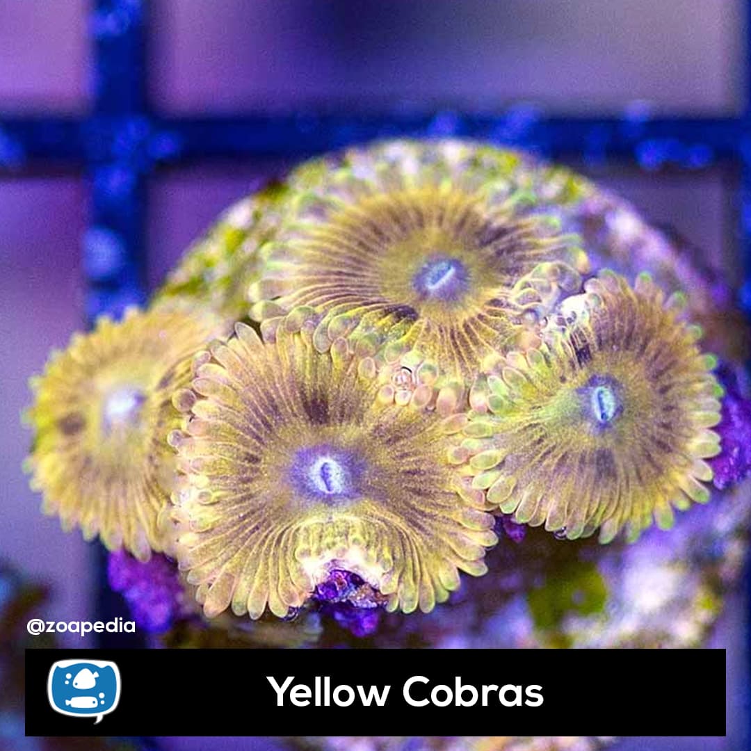 Yellow Cobras