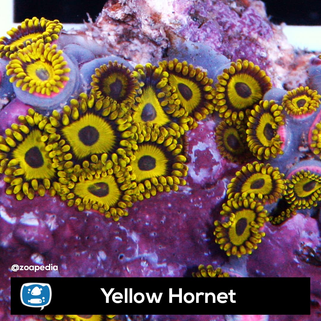 Yellow Hornet