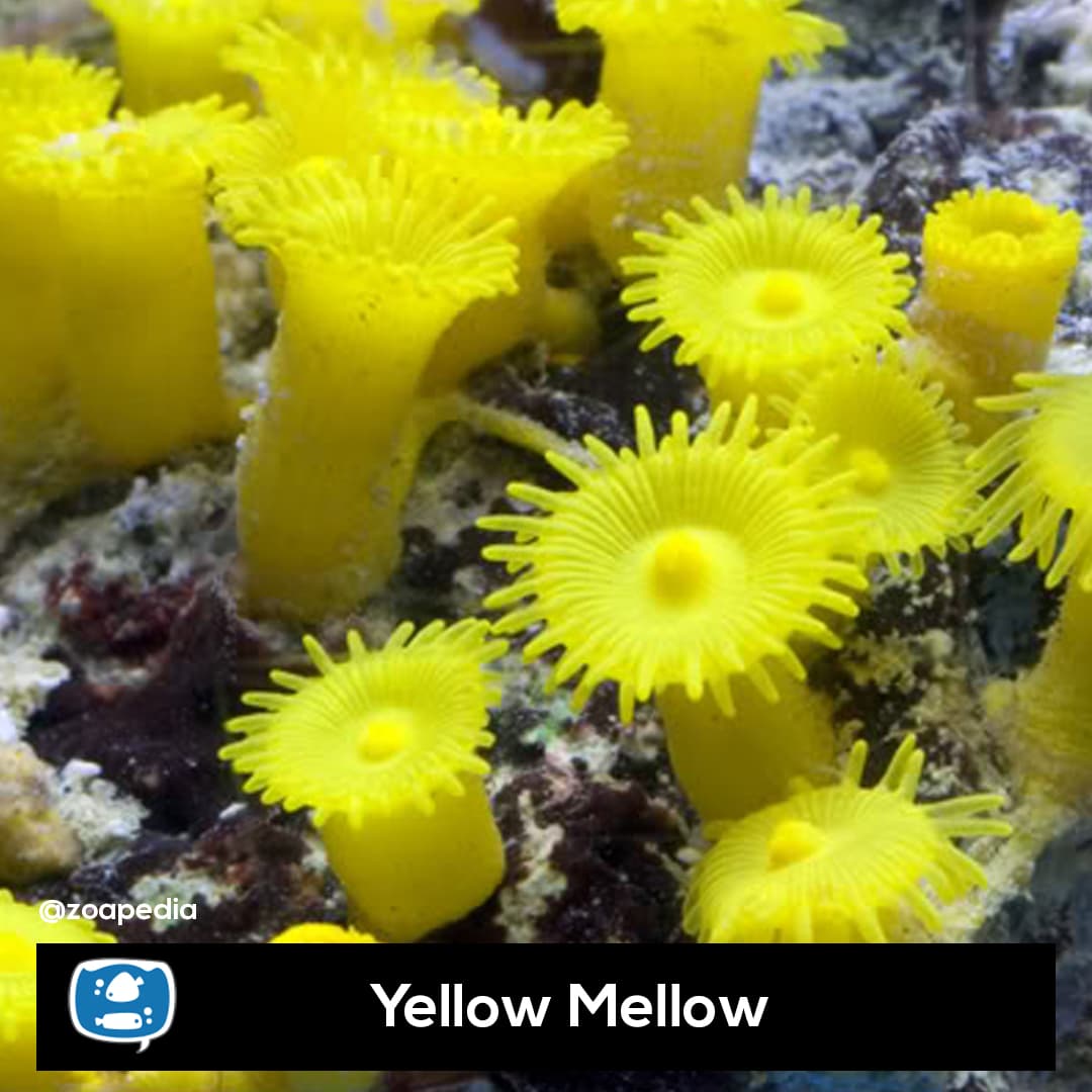 Yellow Mellow