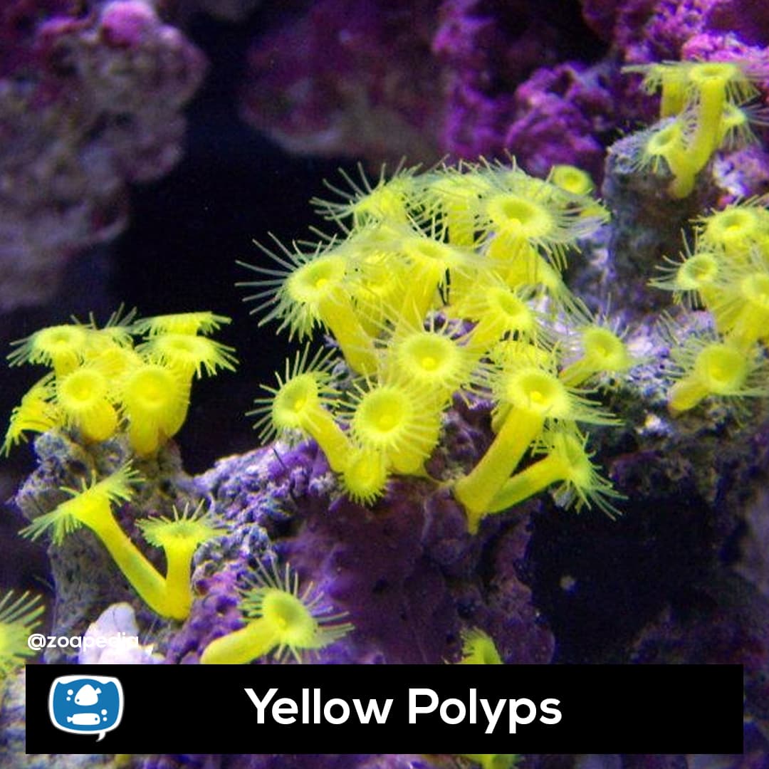 Yellow Polyps