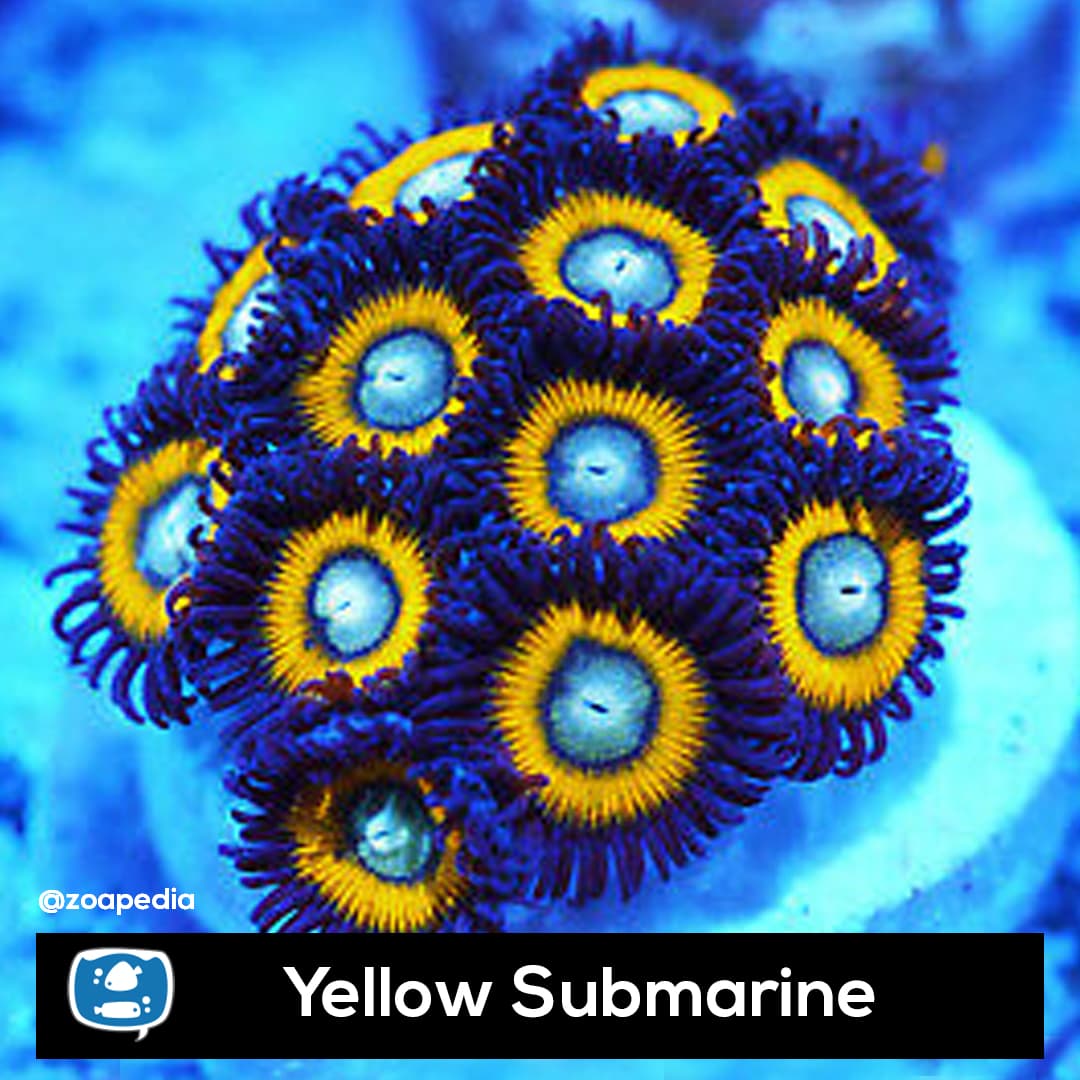 Yellow Submarine