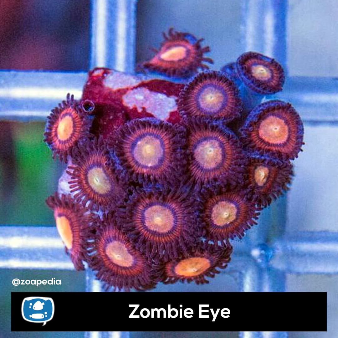Zombie Eye